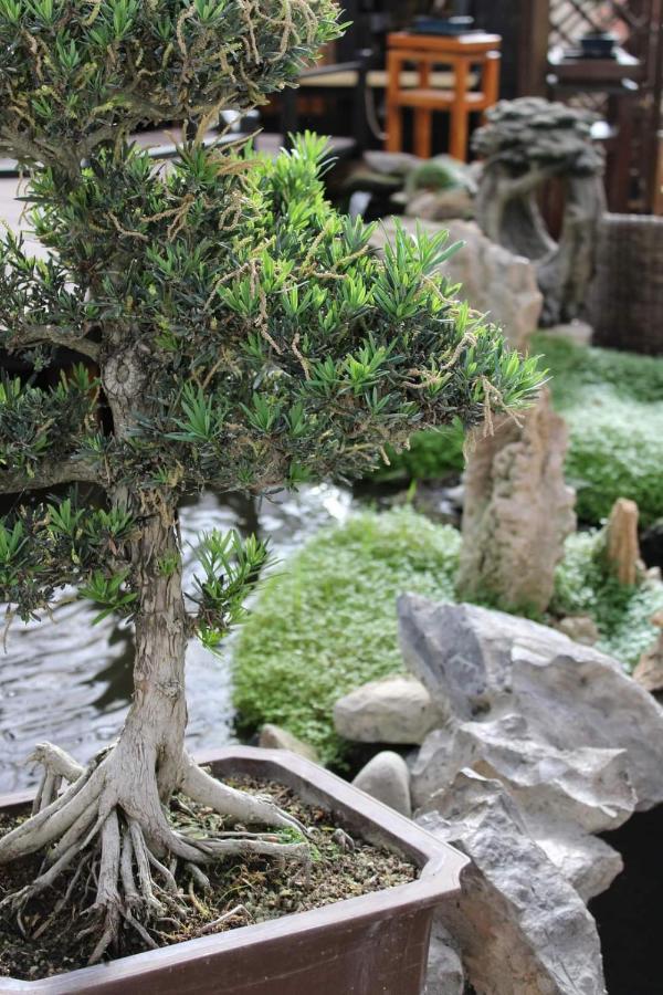 Zen Guest House - Museu Do Bonsai سينترا المظهر الخارجي الصورة